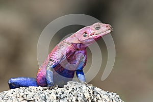 Agama lizard