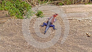 Agama lizard Africa