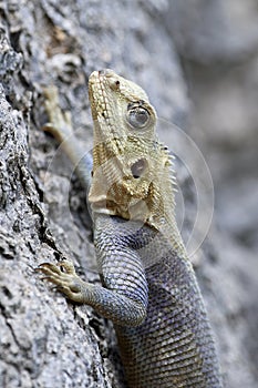 Agama lizard Agama agama