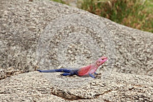 Agama Lizard Basking