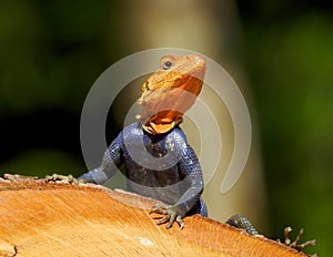 Agama Lizard basking in the Florida Sun