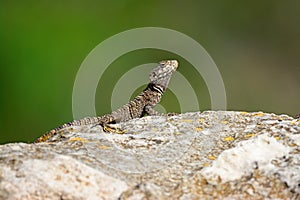 Agama lizard is basking in the sun