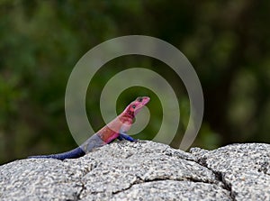 Agama lizard basking in the sun