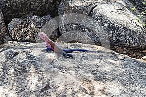 Agama lizard