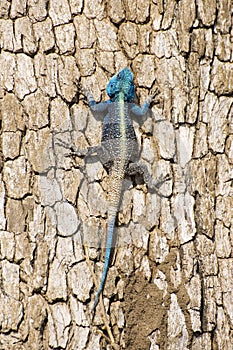 Agama Lizard