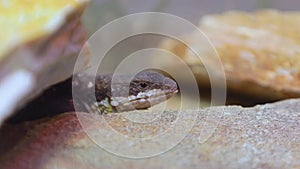 Agama lizard. Agama lizard h