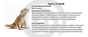 Agama Lizard Illustration on White Background