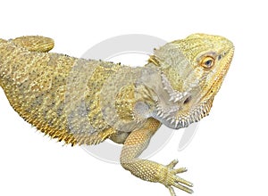 Agama lizard isolated on white background