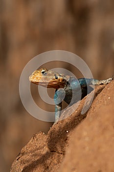 Agama Lizard, Kenya, Africa