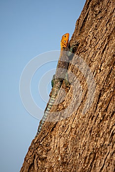 Agama Lizard, Kenya, Africa