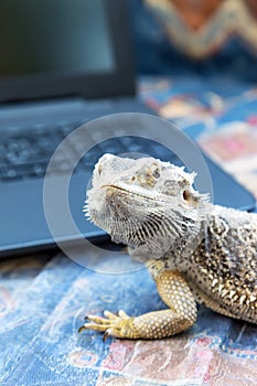 Agama lizard with laptop. Vertically.