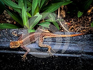 Agama Lizard on a ledge Lekki Lagos Nigeria