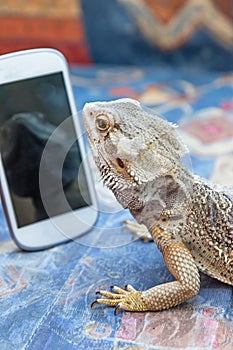 Agama lizard is looking at smartphone