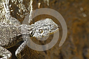 Agama Lizard in Oman