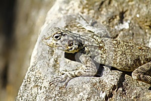 Agama Lizard in Oman