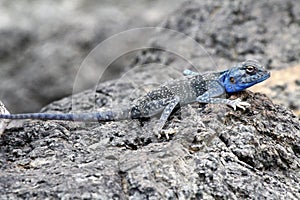 Blue-headed agama