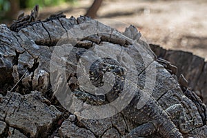 Agama lizard resting on a log