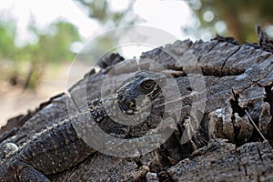 Agama lizard resting on a log