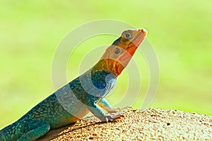 Agama lizard on rock with green grass as back ground ,kenya ,Africa