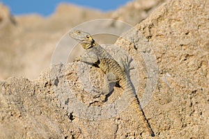 Agama lizard Stellagama stellio displaying on rock