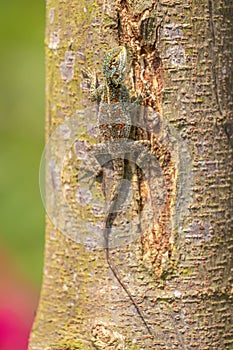 An agama lizard on a tree, Kibale, Uganda.