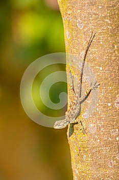 An agama lizard on a tree, Kibale, Uganda.