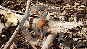 Agama lizard on a tree trunk