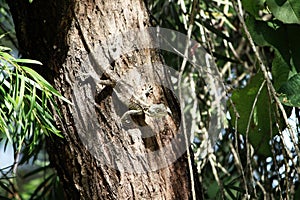 An agama lizard on the trunk of a bottle brush tree