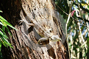 An agama lizard on the trunk of a bottle brush tree