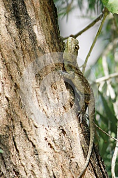 An agama lizard on the trunk of a bottle brush tree