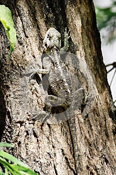 An agama lizard on the trunk of a bottle brush tree