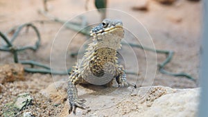 Agama lizerd looking curious in the sun desert animal