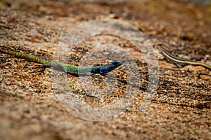 Agama lizzard around Rhodes grave top of the hill world`s view,