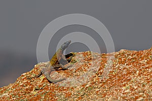 Agama lizzard almost posing for picture, Rhodes grave, Matopos,