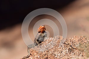 Agama agama - red-headed lizzard in Africa