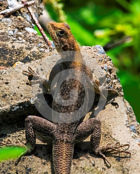 Agama on a rock portrait