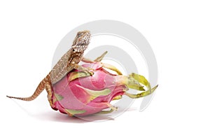 Agama sits on the fruit of pityahya (dragon fruit) as a dragon