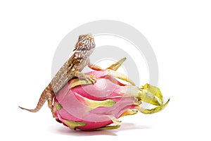 Agama sits on the fruit of pityahya (dragon fruit) as a dragon