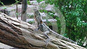 Agama sitting on the branch