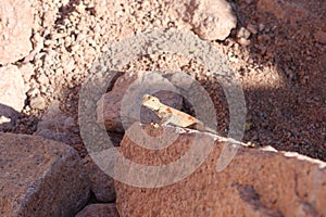 Agama standing on a rock in Saint Catherine Protectorate