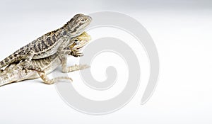 Agama. Two baby Bearded Dragons on bright background.