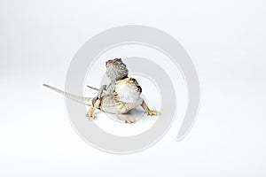 Agama. Two baby Bearded Dragons on white background.