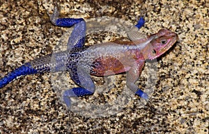 Agama two-tone