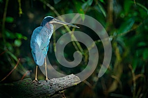 Agami heron, Agamia agami, bird hiden in dark tropic forest. Heron in nature green vegetation. Action wildlife scene from Costa Ri photo