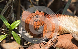 Agamid,Changeable Lizard ,Hong Kong