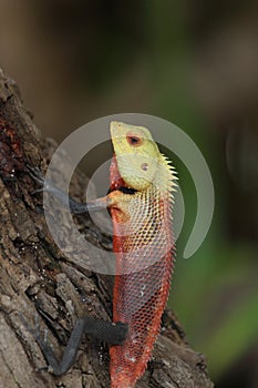 Agamid Lizard