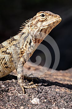 Agamid lizard. Agamidae