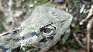 Agamid lizard animal eye movements
