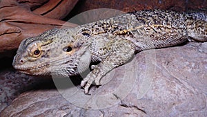 Agamid lizard, the bearded dragon