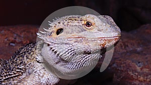 Agamid lizard, the bearded dragon